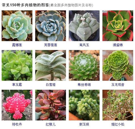 品種大全多肉植物名稱|258種常見多肉圖譜，1分鐘認全！